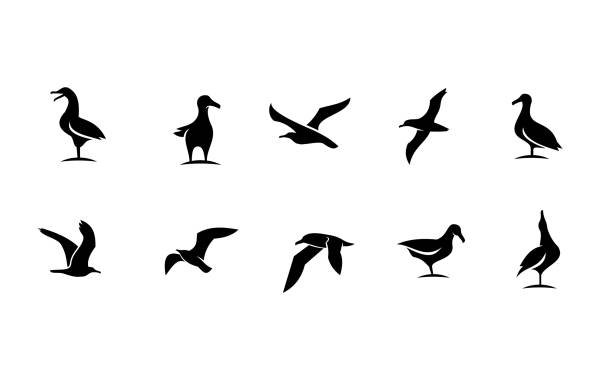 set collection seagull bird silhouette black logo icon design set collection seagull bird silhouette black white logo icon design isolated background water bird stock illustrations