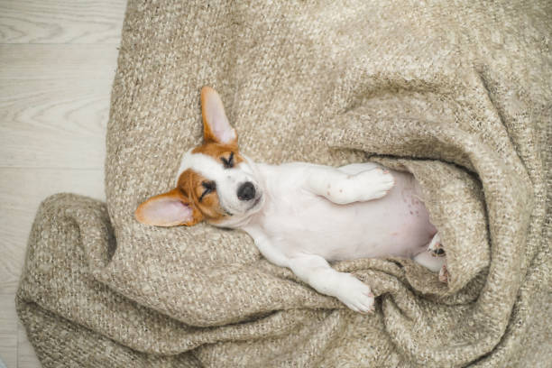 istock Cute puppy sleeping on the blanket. 1248340674