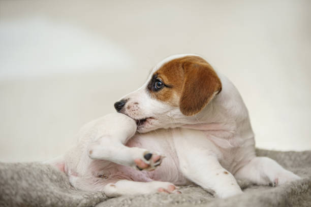 el cachorro jack russell con rascarse y morder pulgas. - color image animal sitting brown fotografías e imágenes de stock