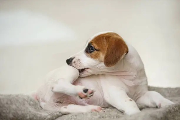 Photo of Puppy Jack russell  with scratching himself and bite fleas.