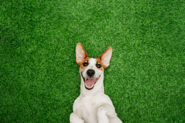 istock Crazy smiling dog jack russel terrier, lying on green grass. 1248340824
