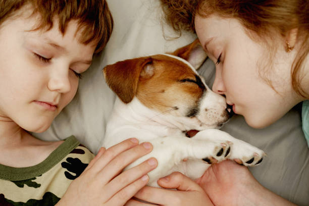 istock Children's laying and hugging a puppy Jack Russell Terrier. 1248340994