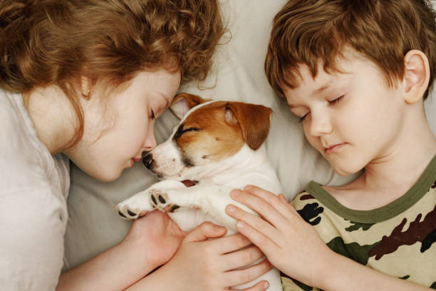 istock Children's laying and hugging a puppy Jack Russell Terrier. 1248340997