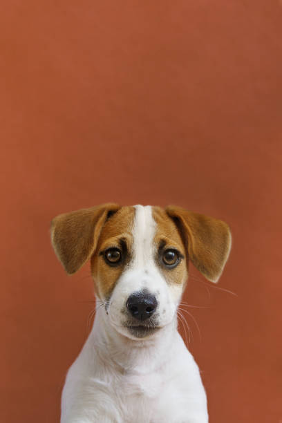istock Cute Jack Russell Terrier puppy portrait. 1248341002