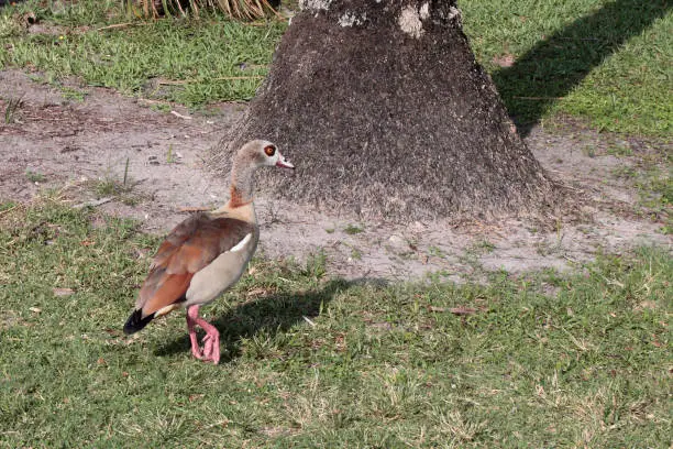 One Egyptian Goose walking on lawn near a tree outside on a sunny day in south Florida. An Egyptian Goose, Alopochen Aegyptiaca, feather colors are mostly brown with some beige, white and black.