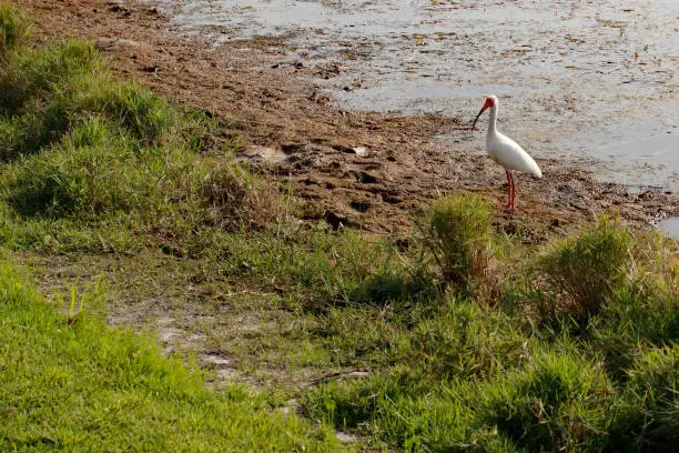 One tall white feather bird with orange beak and legs standing by a lake on a sunny day. Standing by south Florida lake water on dirt near grass is one American White Ibis bird, Eudocimus Albus.