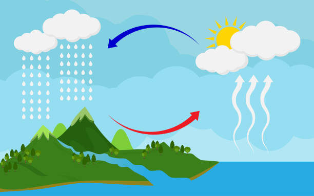 262 Water Cycle Illustrations & Clip Art - iStock | Water cycle arrows, Water  cycle diagram, Water cycle illustration