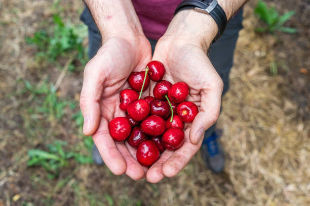 istock Hands holding freshly picked organic cherries; California 1248351051