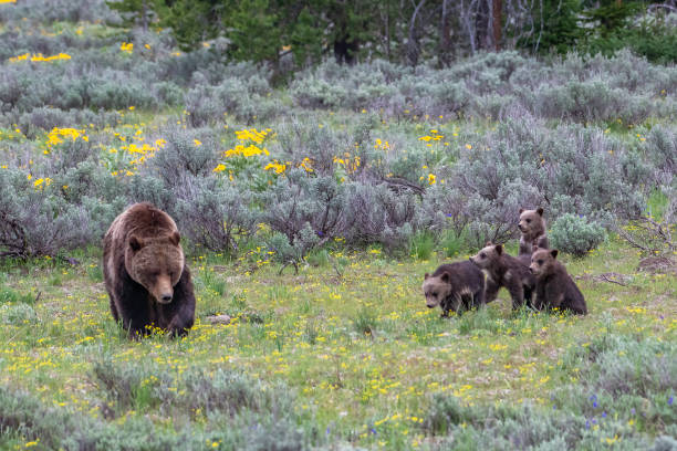istock Four (4) Grizzly bear cubs and sow #399 1248359047