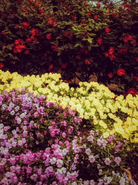 istock Assortment of flower arrangements 1248359057