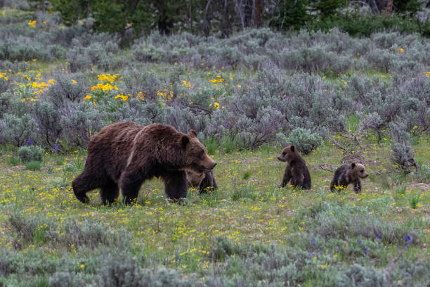 istock Four (4) Grizzly bear cubs and sow #399 1248359593