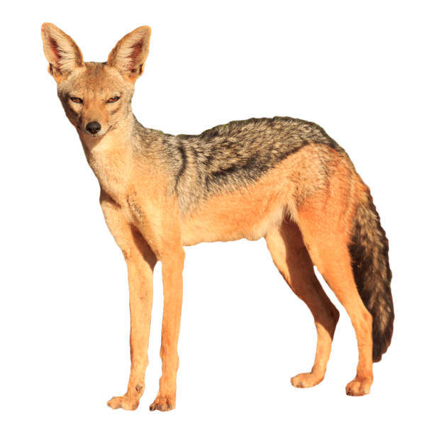 Black-backed Jackal on white background Jackal photo isolated or cut out on white background jackals stock pictures, royalty-free photos & images