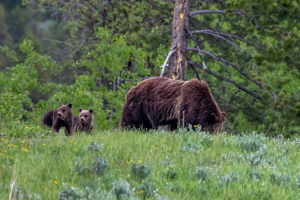 istock Four (4) Grizzly bear cubs and sow #399 - 2 in view here 1248365380