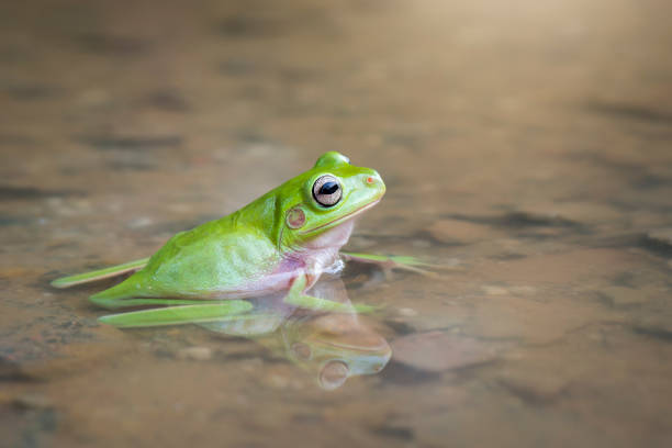 istock Dumpy frog on the water in tropical garden 1248366625