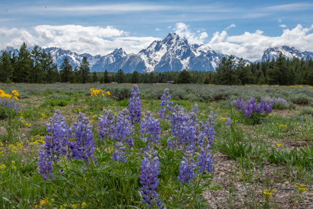 istock Wild lupine flowers with Teton range in background 1248366648