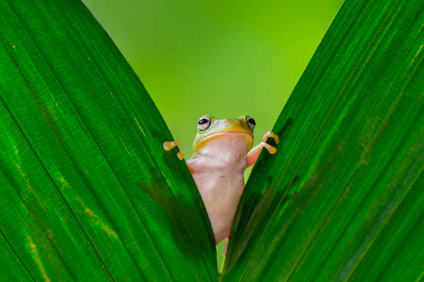 istock Dumpy frog on the water in tropical garden 1248366695