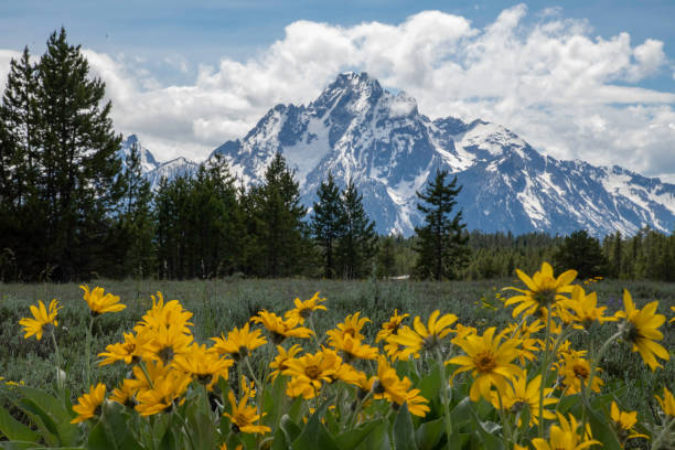 istock Wild balsam root flowers with Teton range in background 1248366781