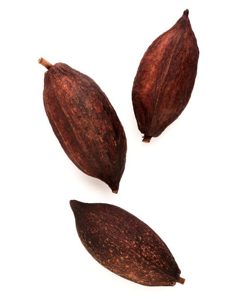 istock High Angle View Of Cocoa pods and cocoa beans 1248366909