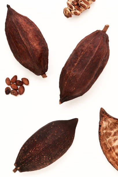 istock High Angle View Of Cocoa pods and cocoa beans 1248366911