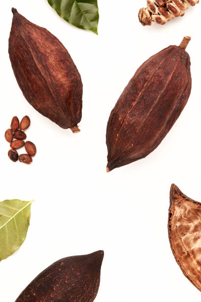 istock High Angle View Of Cocoa pods and cocoa beans 1248366913