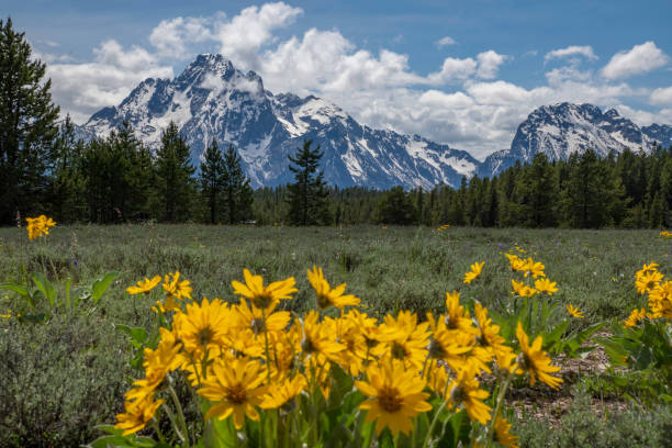 istock Wild balsam root flowers with Teton range in background 1248367021
