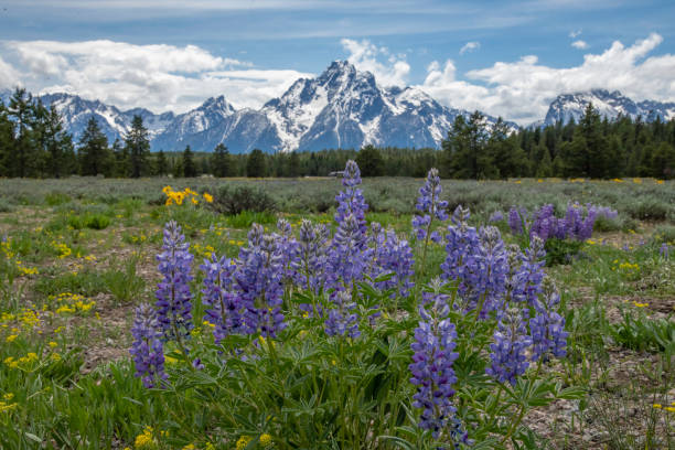istock Wild lupine flowers with Teton range in background 1248371631