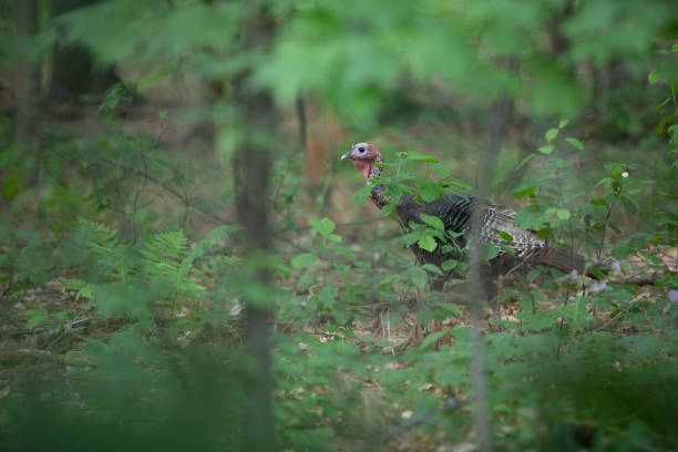 istock Wild Turkey in Wooded Forest 1248381746
