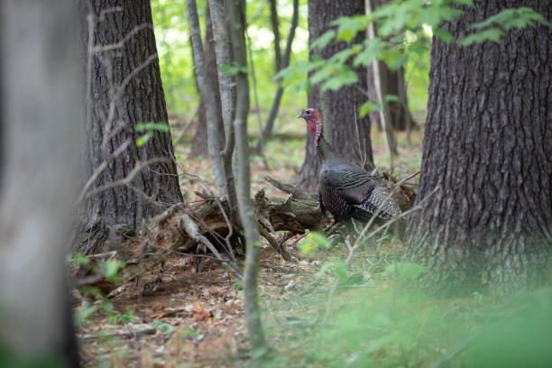 istock Wild Turkey in Wooded Forest 1248382417