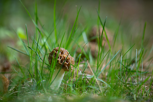 Group of Morel Mushrooms Growing in Forest