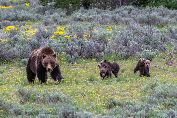 istock Four (4) Grizzly bear cubs and sow #399 1248382811