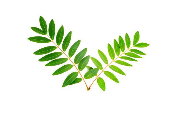Cassia siamea leaf isolated on white background