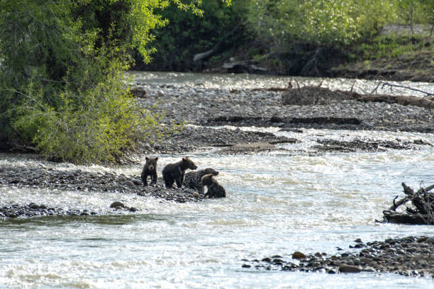 istock Grizzly bear sow #399 cubs crossing Pilgrim Creek in springtime 1248385895