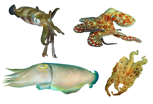 Reef Octopus, Squid and Pharaoh Cuttlefish cut out on white background