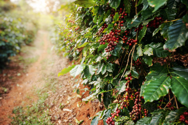kaffeebaum mit frischer arabica-kaffeebohne - plantage stock-fotos und bilder