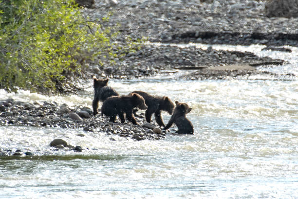 istock Grizzly bear sow #399 cubs crossing Pilgrim Creek in springtime 1248385958