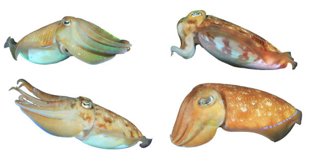 cuttlefish isolated - choco imagens e fotografias de stock