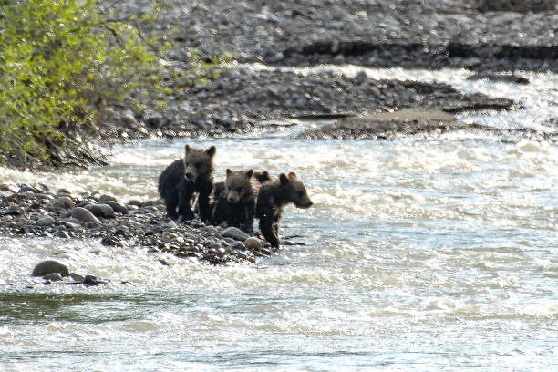 istock Grizzly bear sow #399 cubs crossing Pilgrim Creek in springtime 1248386007
