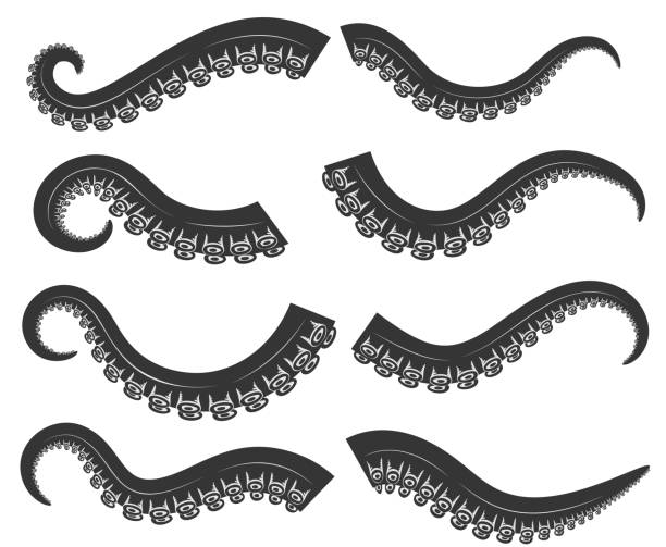 Set of octopus, squid tentacles  in engraving style. Design element for label, emblem, sign, badge. Vector illustration Set of octopus, squid tentacles  in engraving style. Design element for label, emblem, sign, badge. Vector illustration tentacle stock illustrations