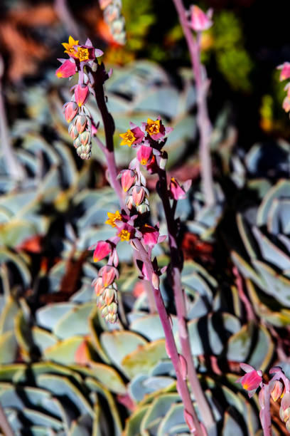 istock Echeveria Blooming up close #5525 1248390055