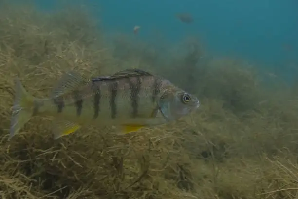 perch side view in a lake with seagrass while diving