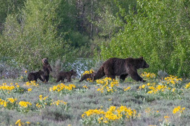 Grizzly bear sow #399 and cubs running through flowers of springtime Grizzly bear sow #399 running with four cubs following balsam root stock pictures, royalty-free photos & images