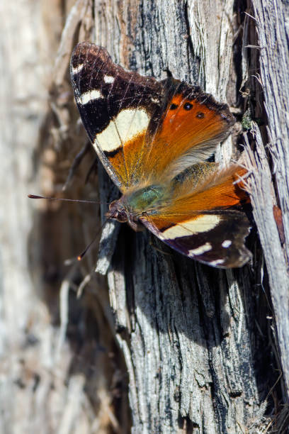 istock Yellow Admiral Butterfly (Vanessa itea) 1248393715