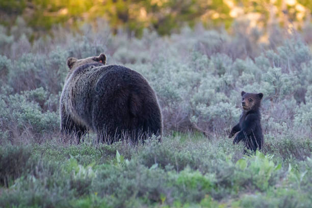 istock Grizzly bear sow with cub 1248393939