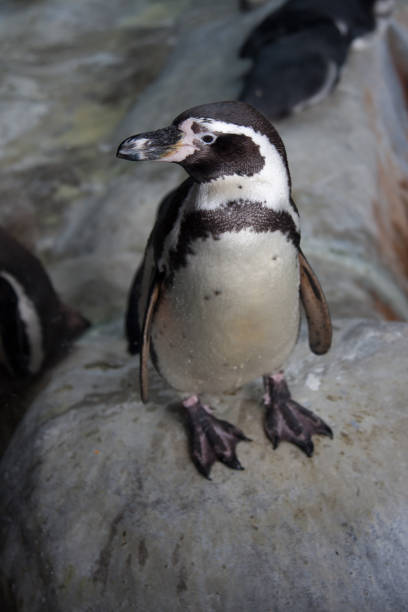 istock white black penguin in the zoo on stone 1248395203
