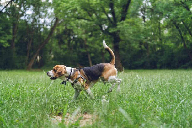 istock Cute beagle dog in a park 1248395770