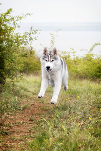 istock A Siberian Husky is running at a field at a coastline. 1248398954