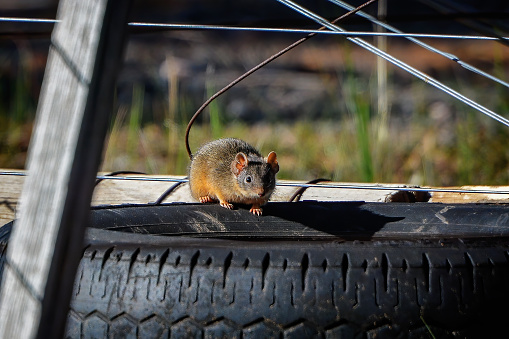 Yellow-footed antechinus (Antechinus flavipes) sun baking on an old tyre