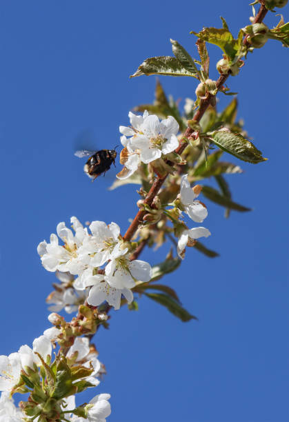 istock Bumblebee flying on cherry flowers. 1248401058