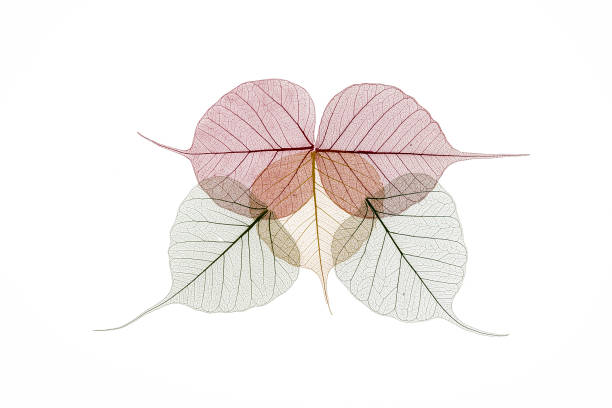 istock Colorful skeleton leaves decoration on white 1248401075