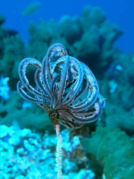 криноид - морская лилия стоковые фото и изображения